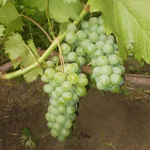 Vitis vinifera 'Varduve' - Harilik viinapuu 'Varduve' C4/4L
